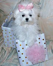 Cucciola Maltese Mini Toy