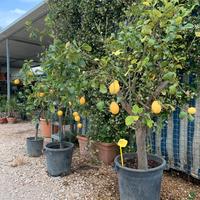 Alberi di limoni in vaso