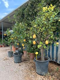 Alberi di limoni in vaso
