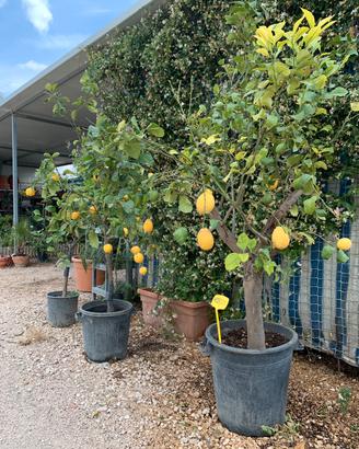 Alberi di limoni in vaso