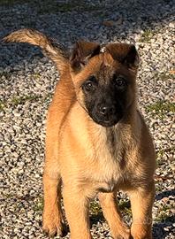 Malinois cucciolo