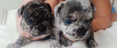 Cuccioli bulldog