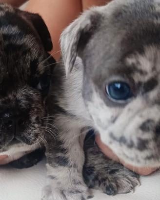 Cuccioli bulldog