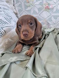 Bassottino cioccolato