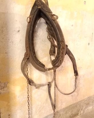 giogo cavallo asino toro anni 50