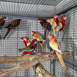 Roselle varie mutazioni