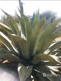 Piante grasse siciliane Agave ferox