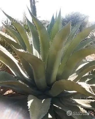 Piante grasse siciliane Agave ferox