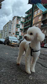 Barboncino Toy con pedigree ENCI x monta