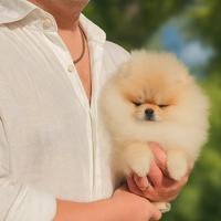 Pomerania Spitz Nano cream sable con pedigree