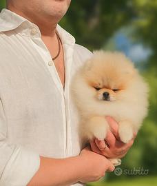Pomerania Spitz Nano cream sable con pedigree