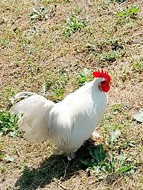 Coppia Gallo e gallina