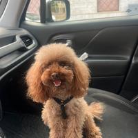 Monta barboncino mini toy