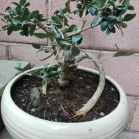 bonsai di ulivo 