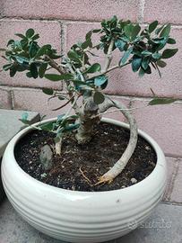 bonsai di ulivo 