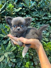 Chihuahua Femmina pelo lungo color Blue Fawn