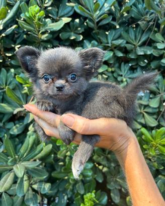 Chihuahua Femmina pelo lungo color Blue Fawn