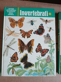 Enciclopedia illustrata animali - invertebrati