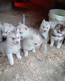 Siberian husky