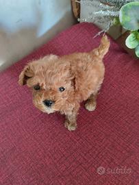 Cane di barboncino.mini toy