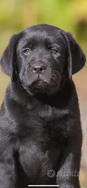 Cuccioli di Labrador