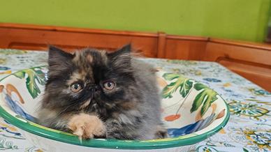 cucciolotta tortye 