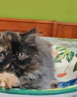 cucciolotta tortye 