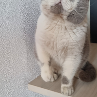 British Shorthair per monta