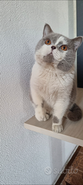British Shorthair per monta