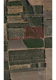 Terreno agricolo mq 11.140 Località "Campu Linus",