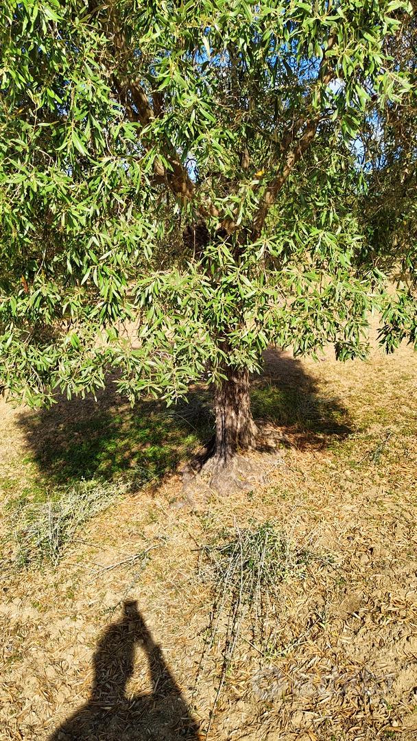Uliveto - Vista 4