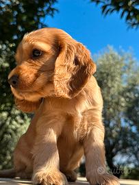 Cocker spaniel inglesi cuccioli
