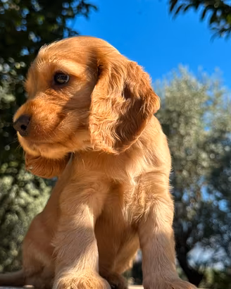Cocker spaniel inglesi cuccioli