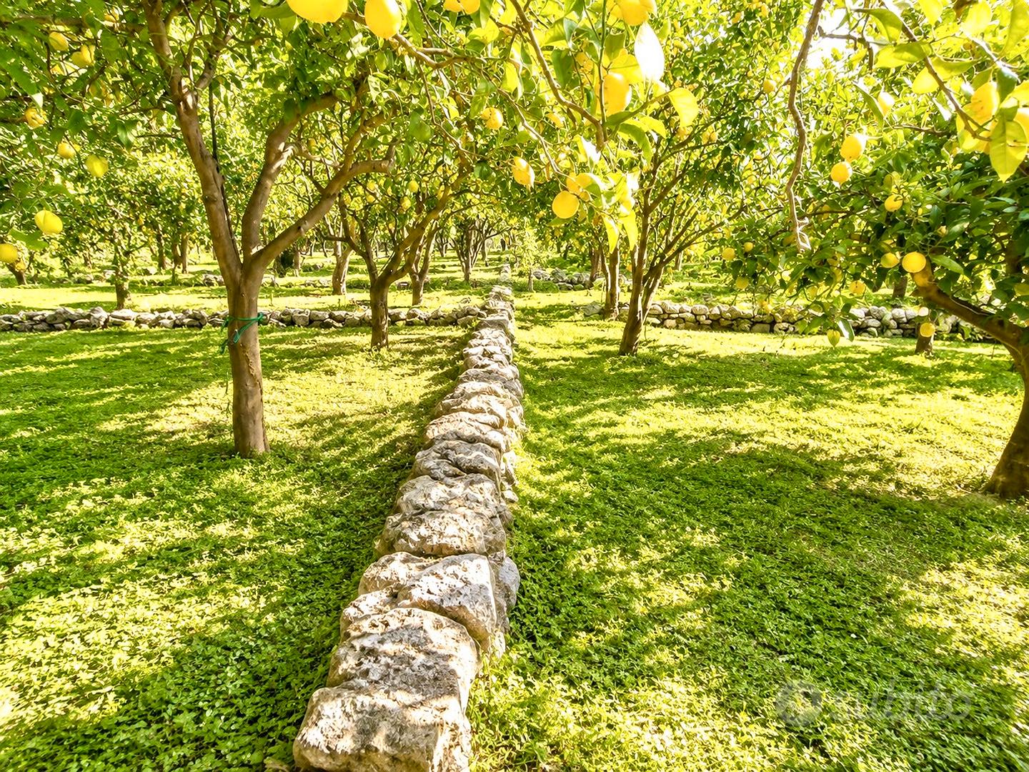 Agricolo con magazzino - Vista 5