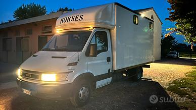 Iveco daily van trasporto cavalli
