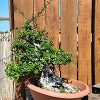 Bonsai: eleganza millenaria per la tua casa