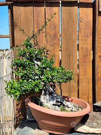 Bonsai: eleganza millenaria per la tua casa