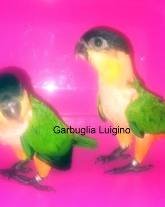 Pappagallo - Caicco Testa Nera