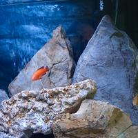 acquario 120 litri malawi 