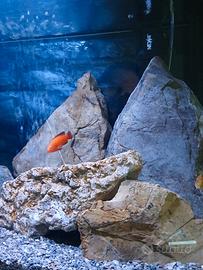 acquario 120 litri malawi 