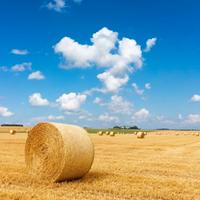 Paglia e fieno
