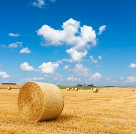 Paglia e fieno