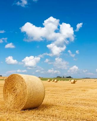 Paglia e fieno