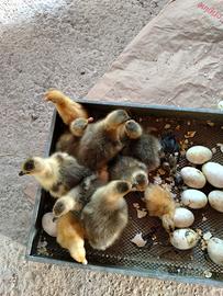 Cuccioli di oca