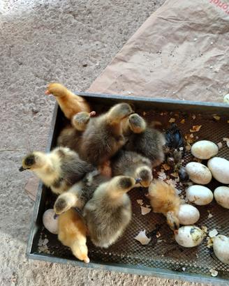 Cuccioli di oca