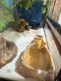 Terrario con geco