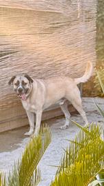 Maschio Kangal MONTA