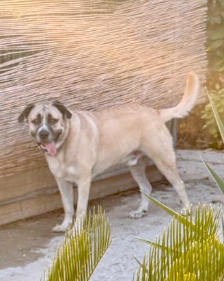 Maschio Kangal MONTA