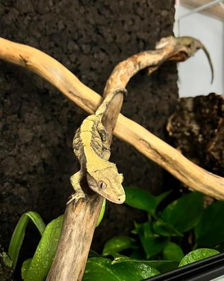 Gechi ciliatus