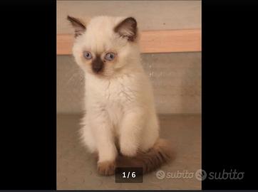 Gattini British shorthair e scottish fold